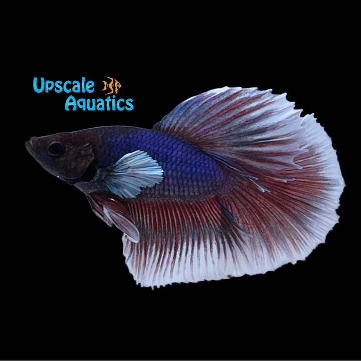 Dumbo Super Delta Betta - Male (Betta splendens)
