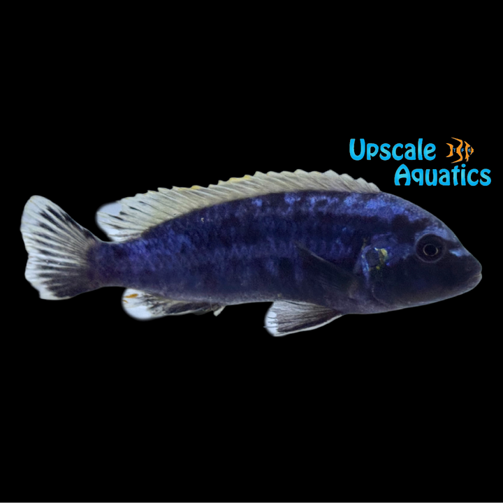 Melanochromis Vermivorus 'Mumbo' Cichlid