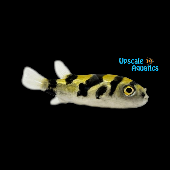 South American Puffer (Colomesus asellus)