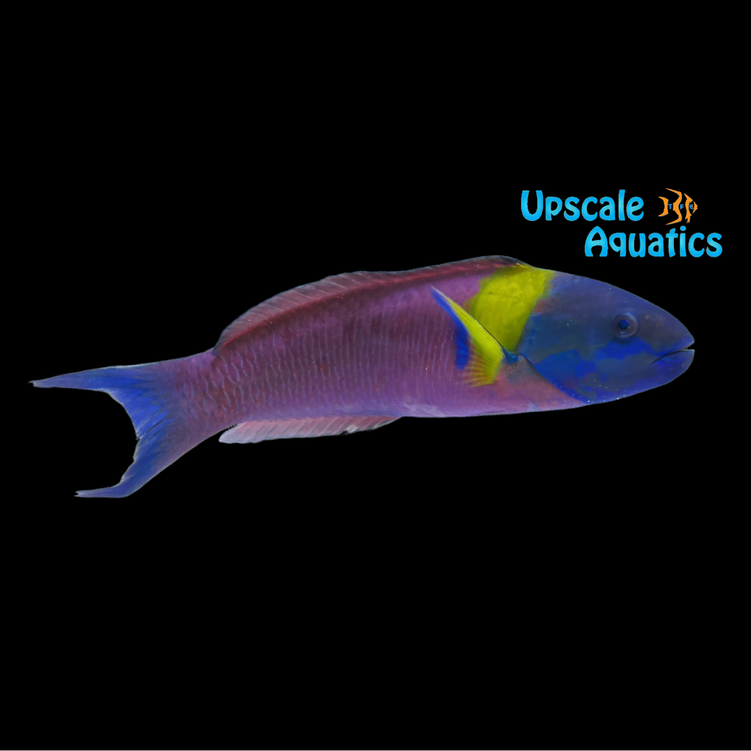 Paddlefin Wrasse (Thalassoma lucasanum)