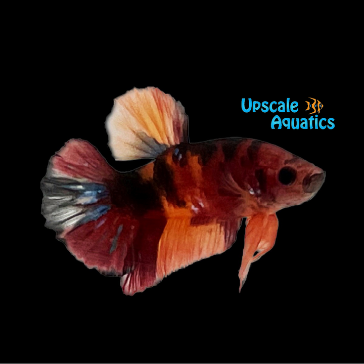 Nemo Koi Plakat Betta - Male (Betta splendens)