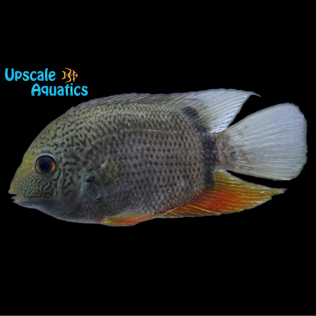 Green Severum (Heros efasciatus)