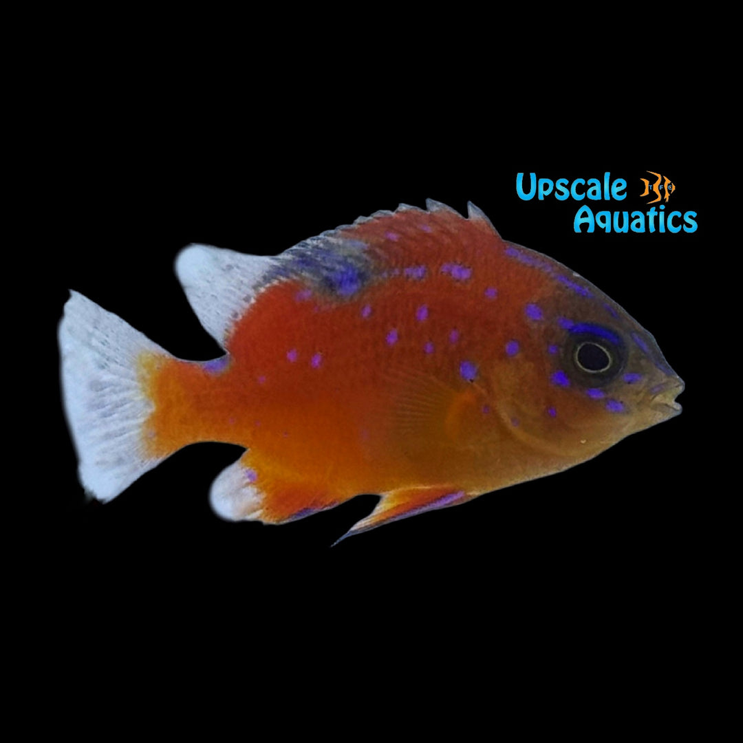 Garibaldi Damsel (Hypsypops rubicundus)