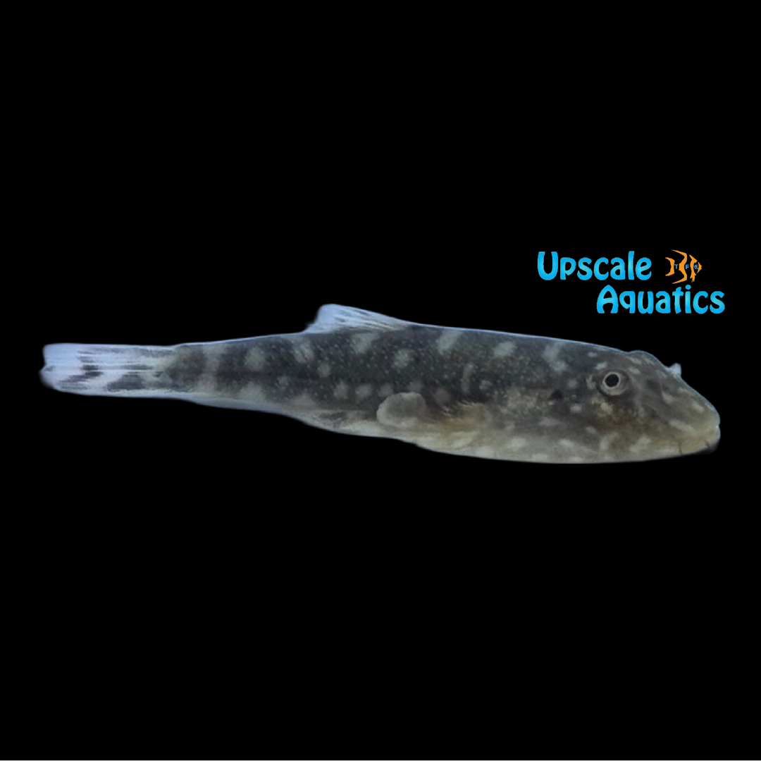 Pink Polkadot Hillstream Loach (Gastromyzon sp.)