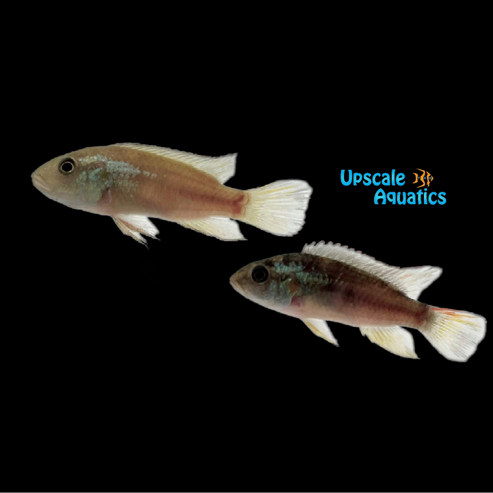 Benitochromis Finleyi