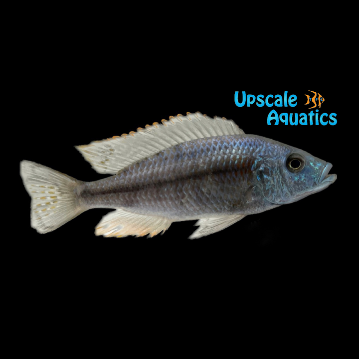 Dimidiochromis Strigatus