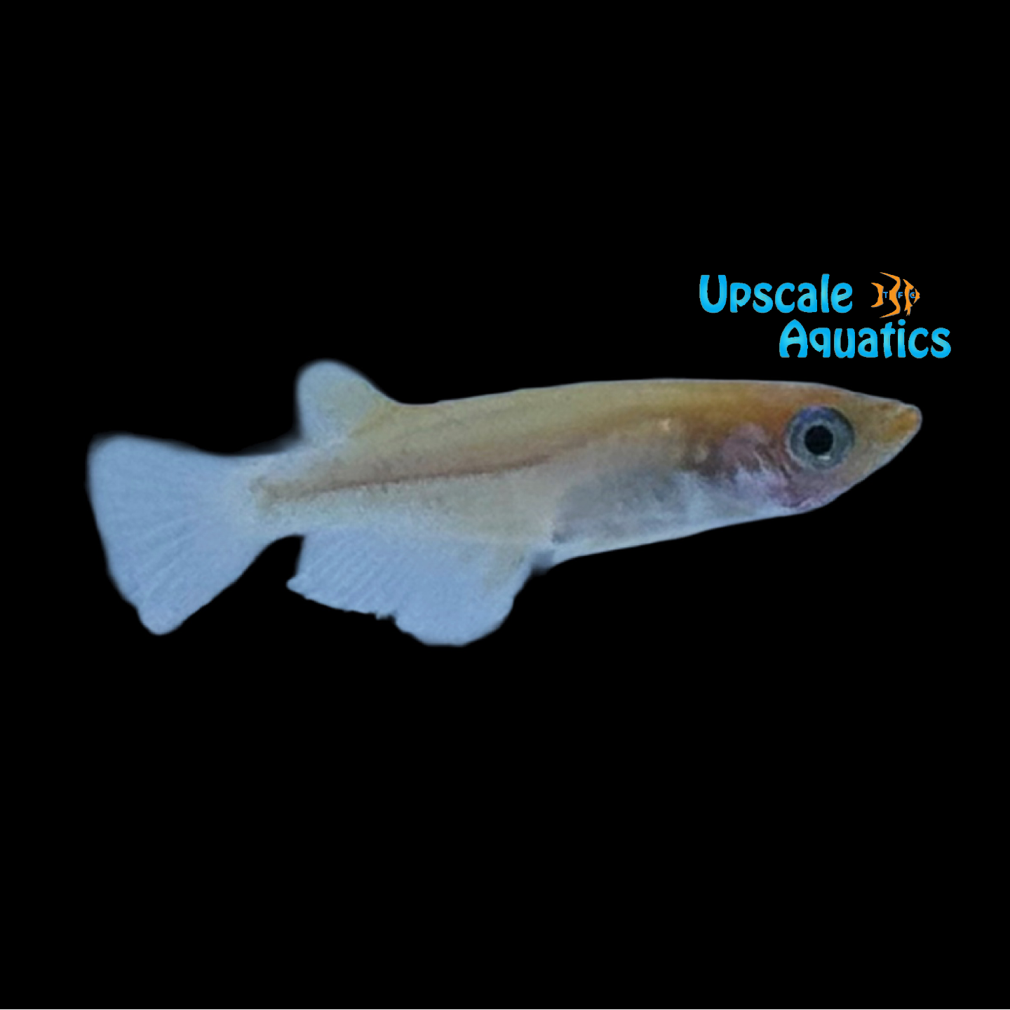Orange Ricefish Orange Lame Medaka Ricefish (Oryzias latipes) – Upscale Aquatics