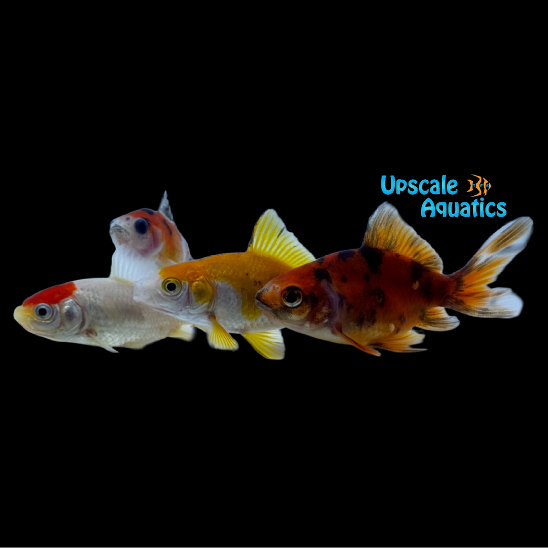 Assorted Wakin Goldfish (Carassius auratus)