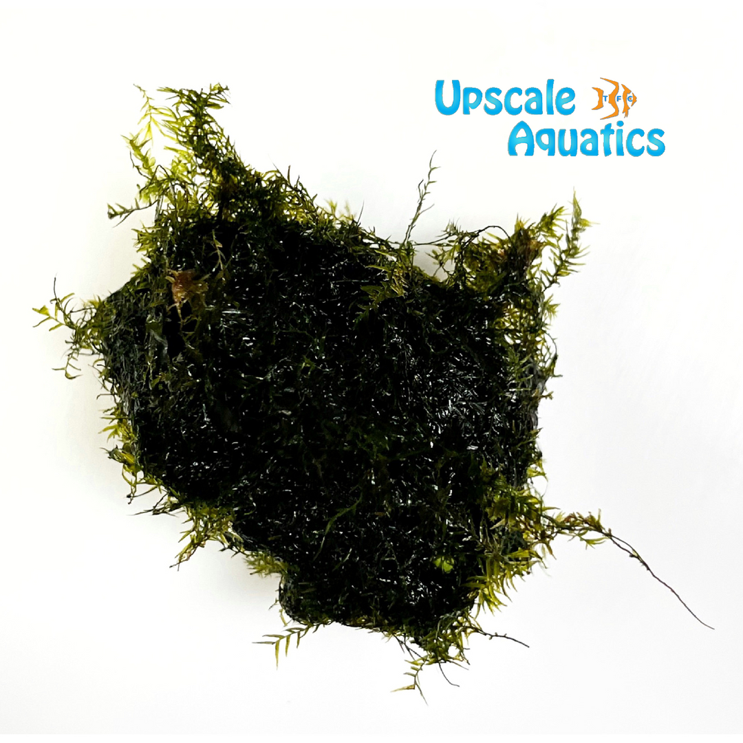 Phoenix Moss (Fissidens fontanus)