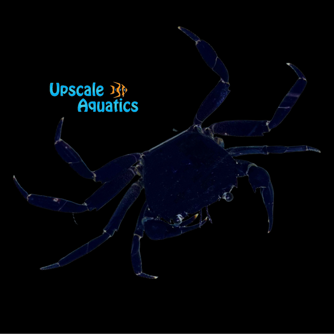 Purple Matano Crab (Syntripsa matannensis)
