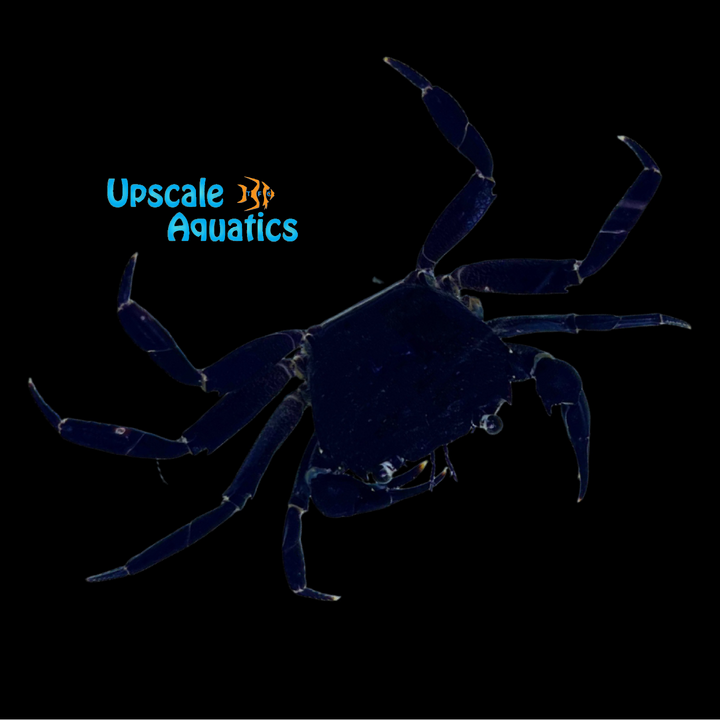 Purple Matano Crab (Syntripsa matannensis)