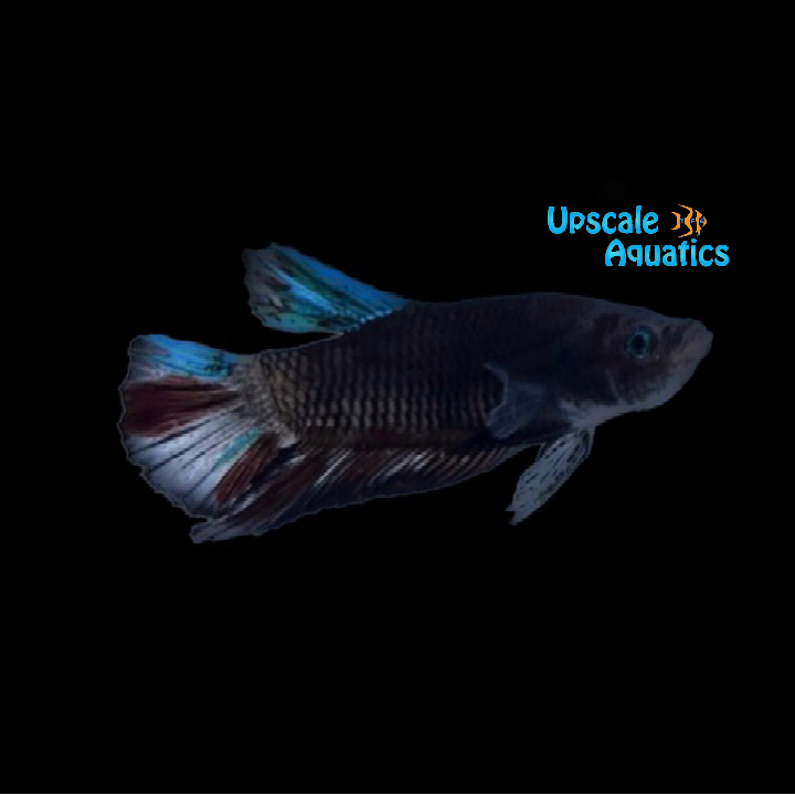 Blue Midnight Copper Plakat Betta - Male (Betta splendens)