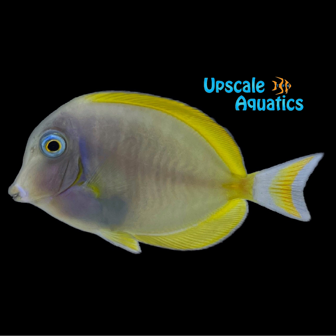 Powder Blue x Gold Rim Tang Hybrid (Acanthurus leucosternon x Acanthurus nigricans)