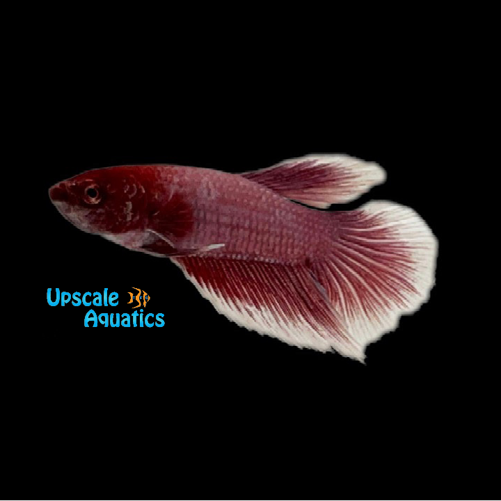 Pink Orchid Halfmoon Betta - Male (Betta splendens)