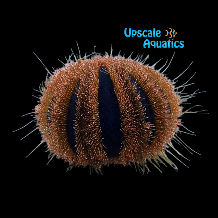 Red Tuxedo Urchin (Mespilia globulus)