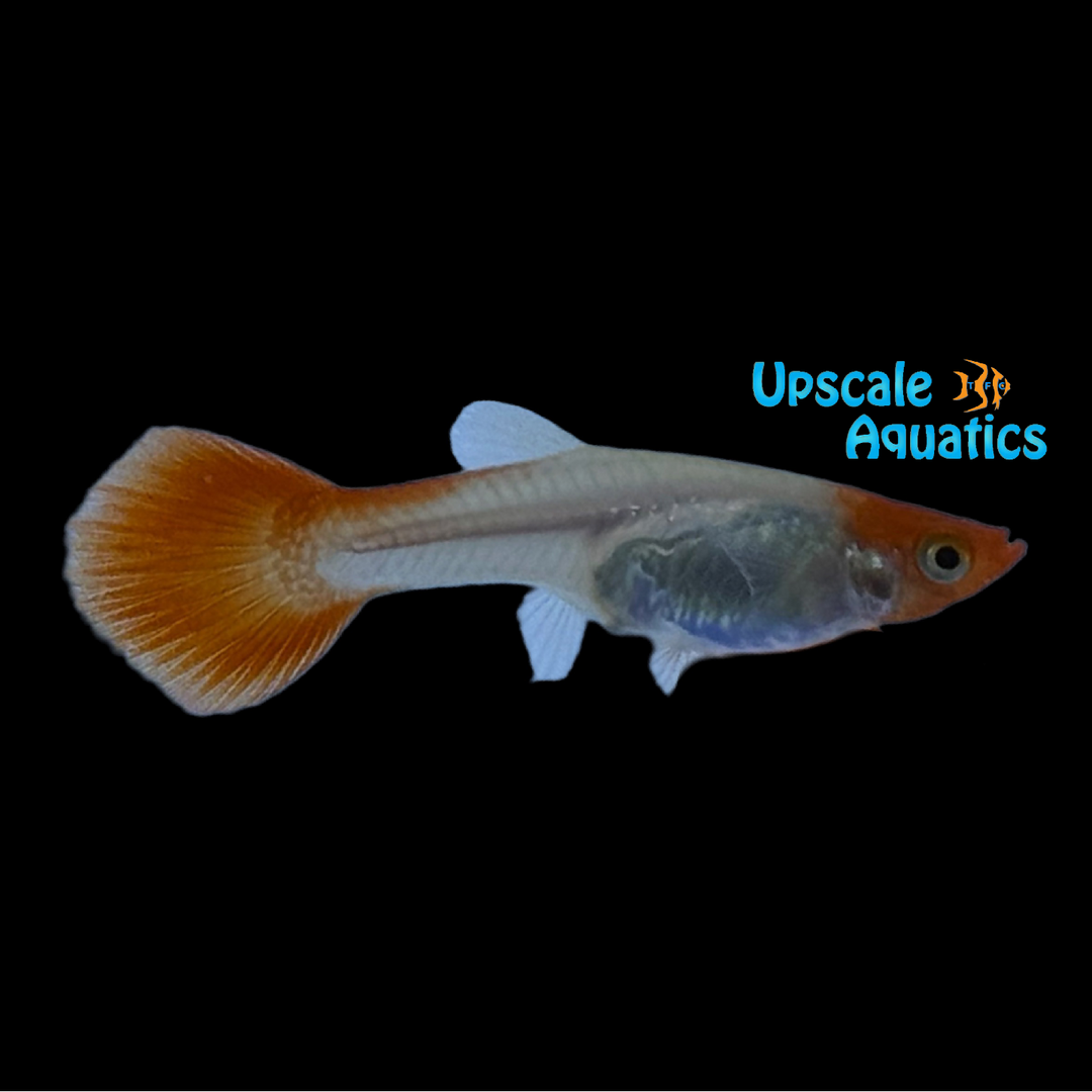 Koi Kohaku Guppy (Poecilia reticulata)