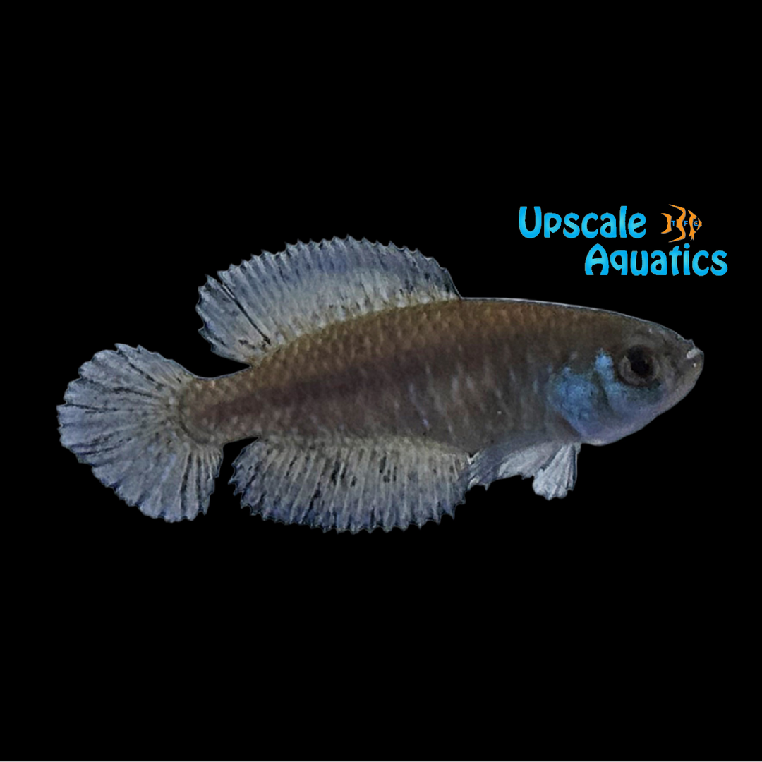 Blackfin Pearl Killifish (Austrolebias nigripinnis)