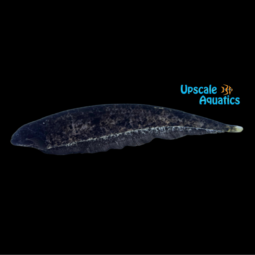 Marbled Knifefish (Adontosternarchus balaenops)