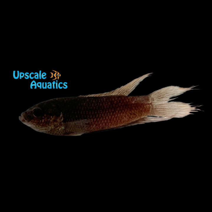 Hong Kong Paradise Fish- Wild (Macropodus hongkongensis)