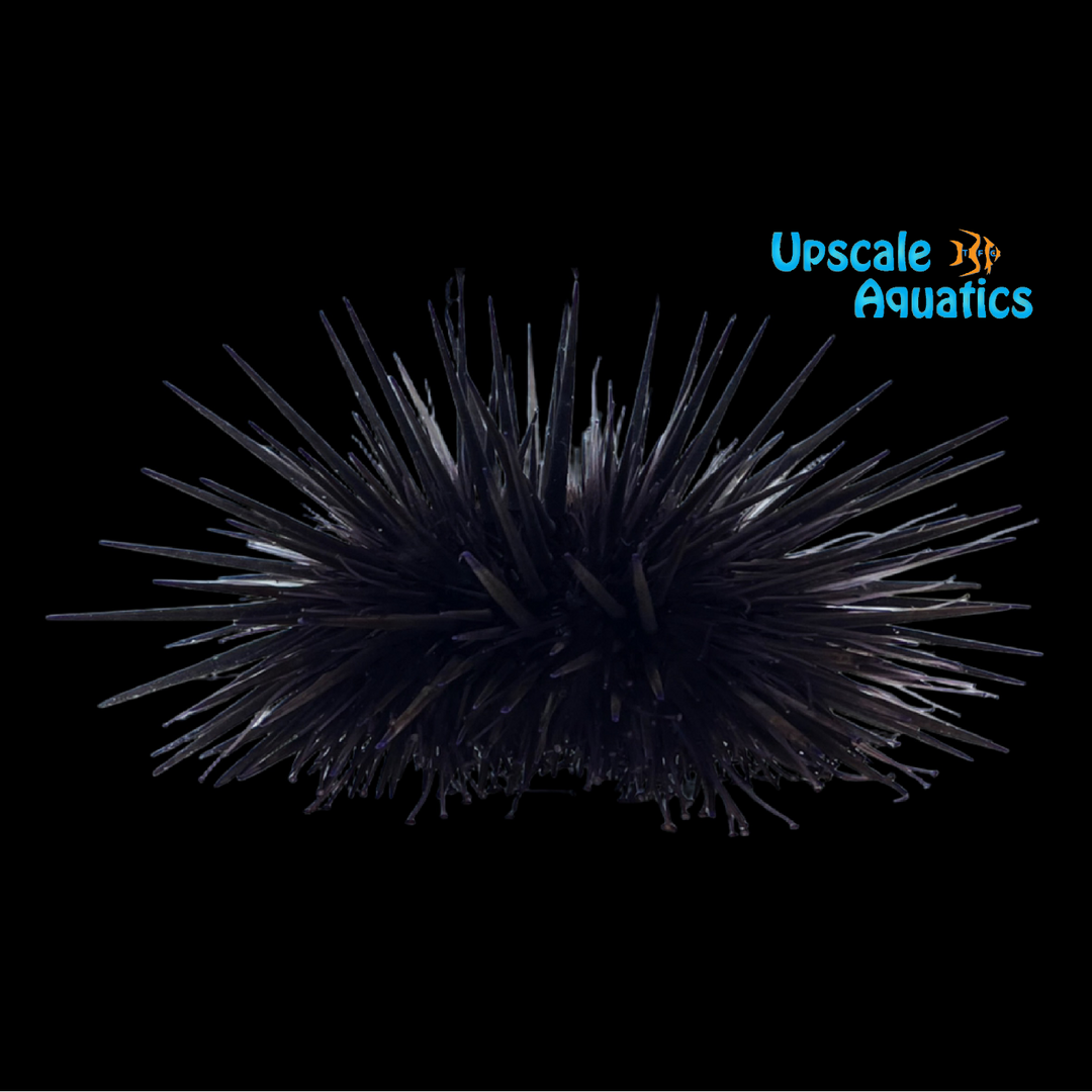 Shortspine Urchin (Echinometra sp.)