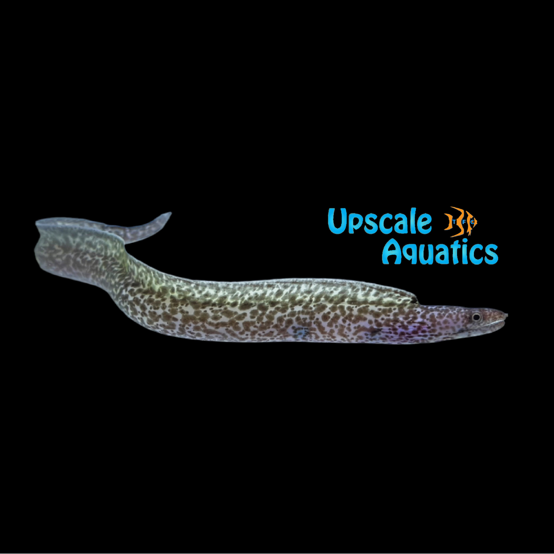 Spotted Moray Eel (Gymnothorax moringa)