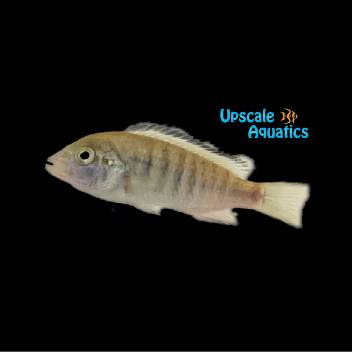 White Lab Cichlid (Labidochromis caeruleus)