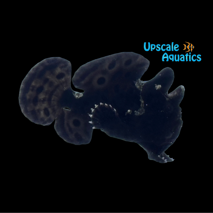 Black Angler (Antennarius nummifer)