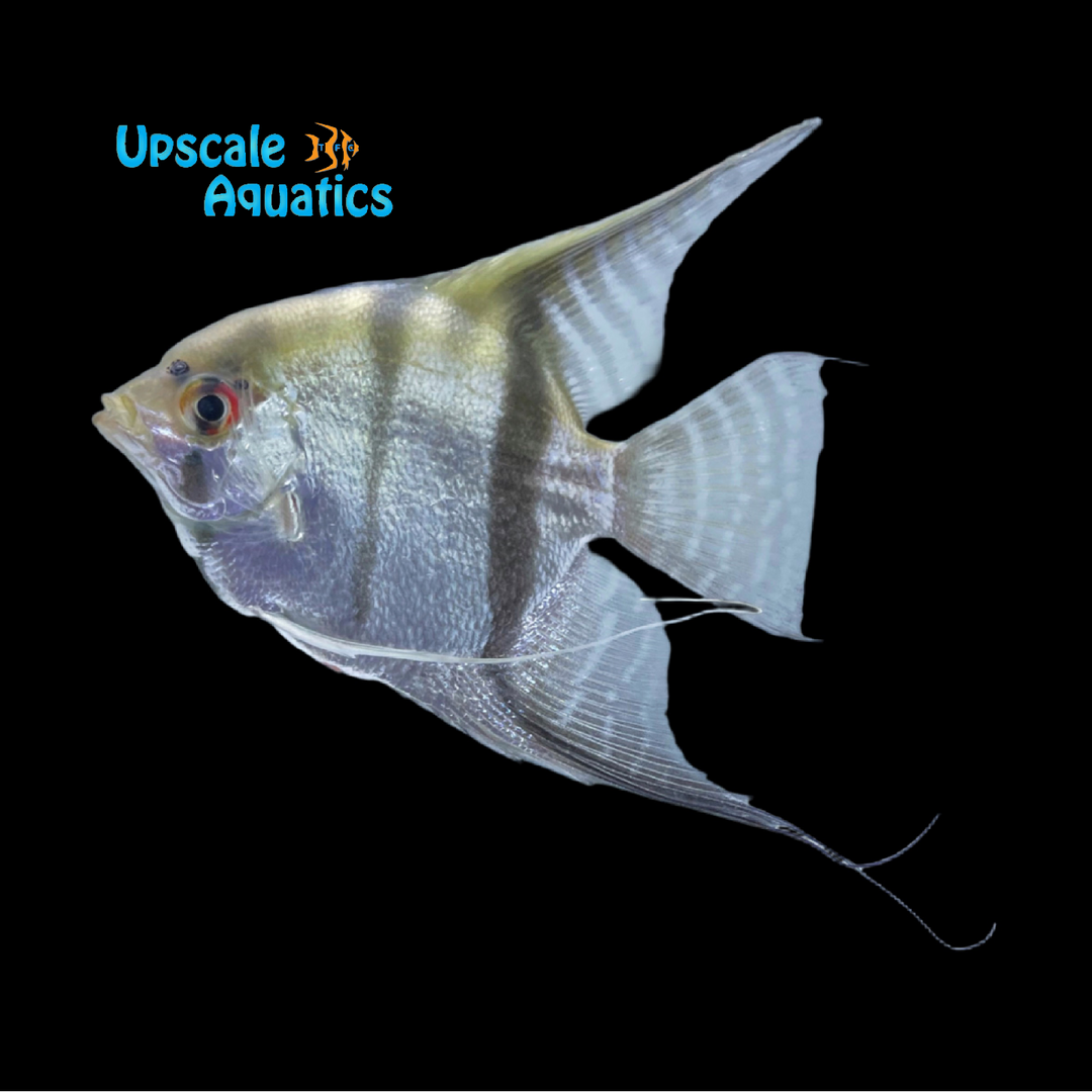 Silver Angelfish (Pterophyllum scalare)