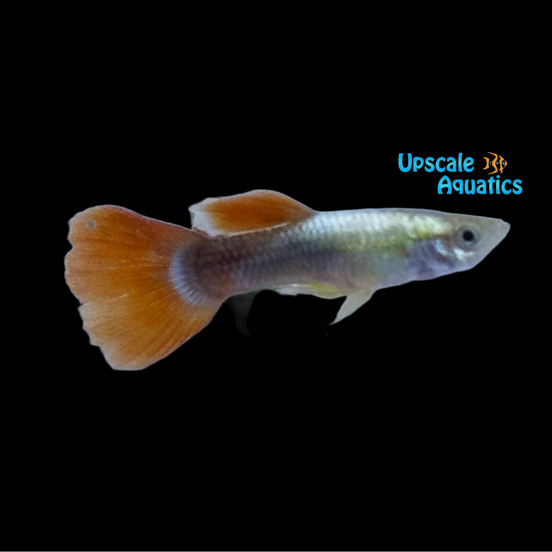 Redtail Platinum Guppy (Poecilia reticulata)