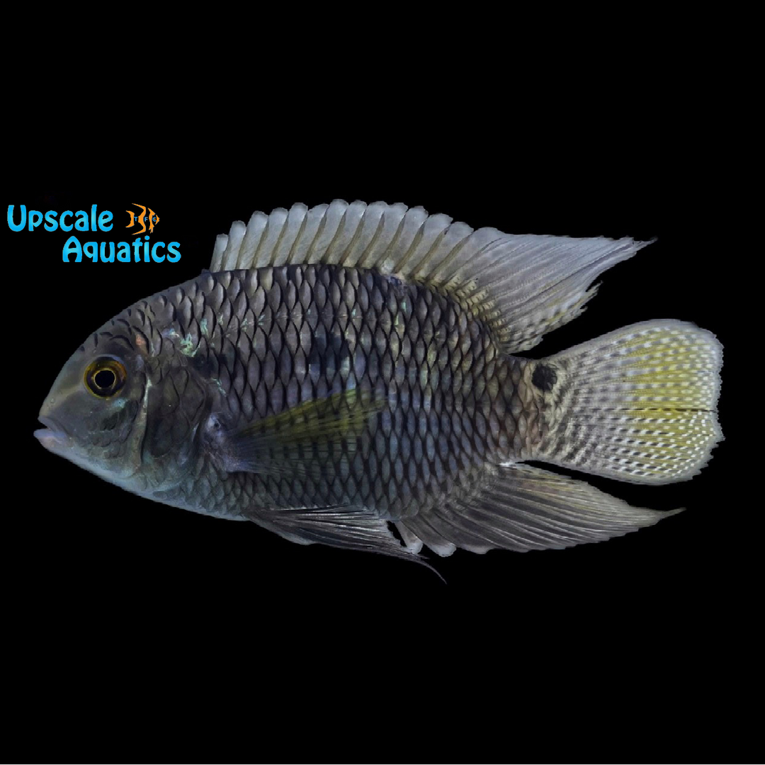 Dimerus Cichlid (Cichlasoma dimerus)