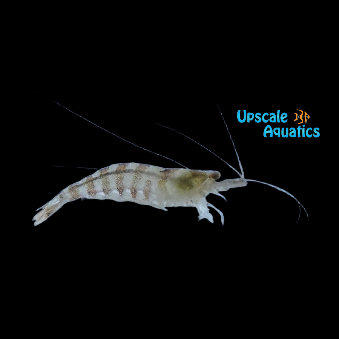 Indian Tiger Shrimp (Caridina cf. babaulti)