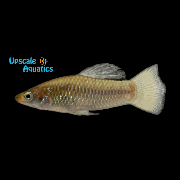 Perugia's Limia Livebearer (Limia perugiae)
