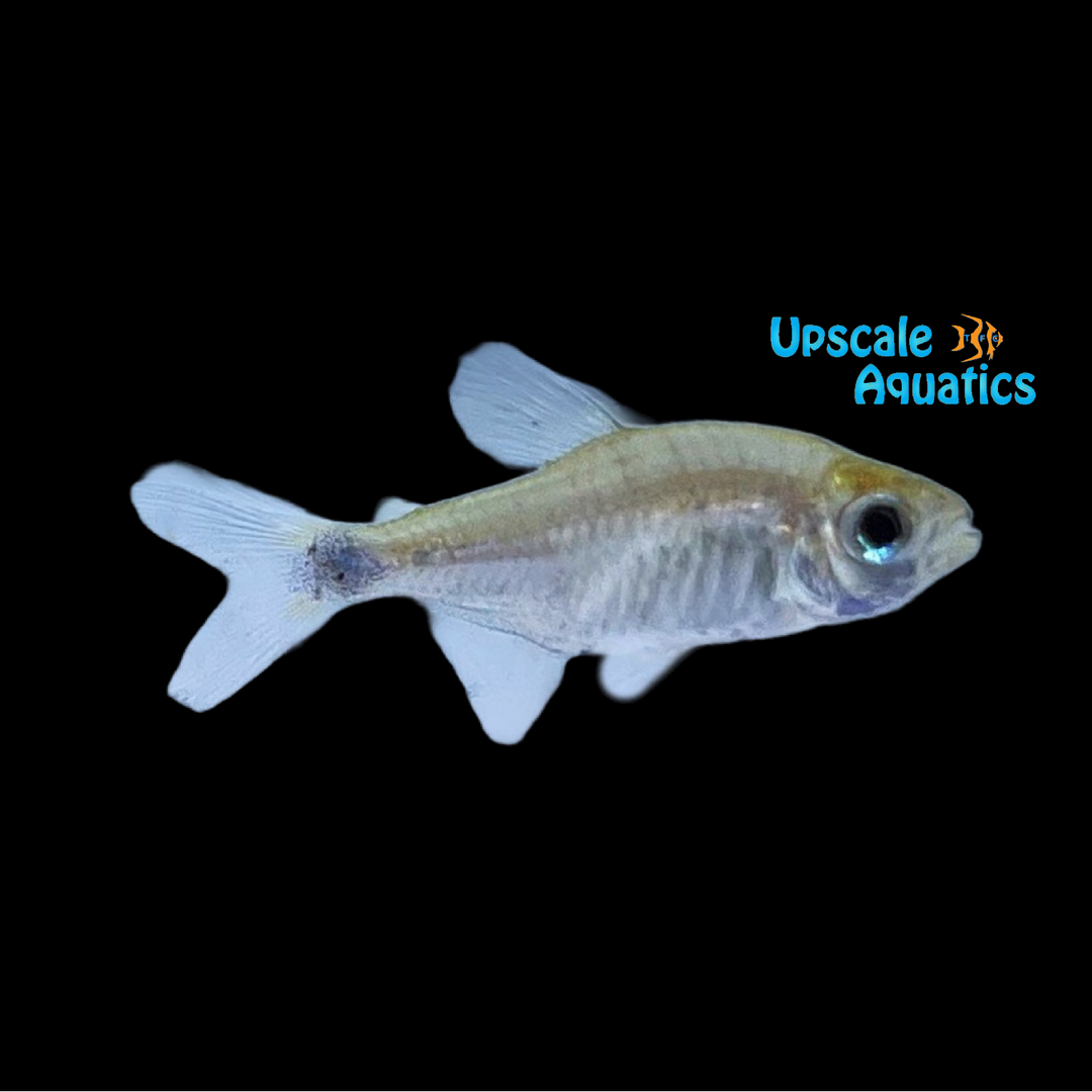 Auro Tetra (Moenkhausia ceros)