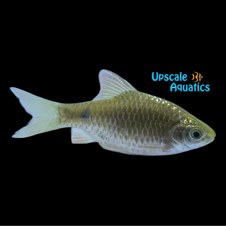 Glowlight Rosy Barb (Pethia conchonius)
