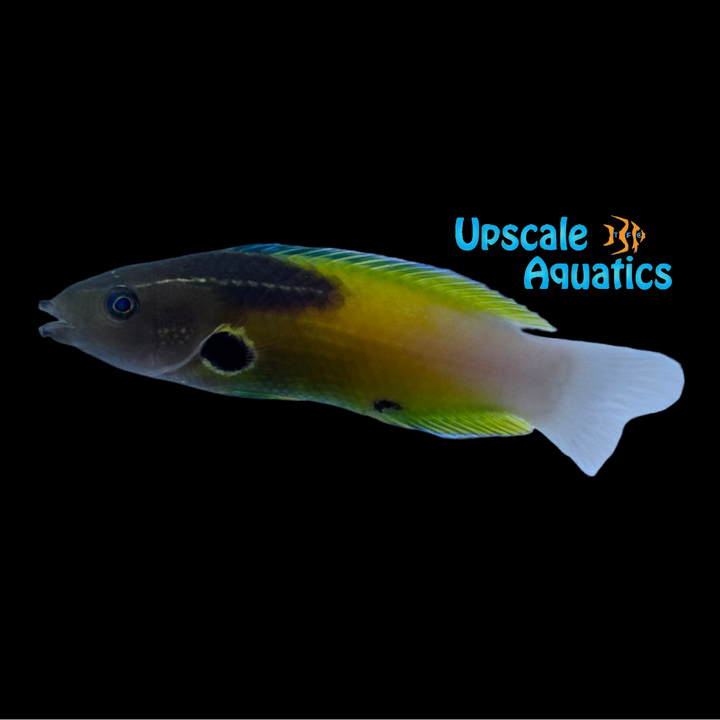 Allen's Tubelip Wrasse (Labropsis alleni)