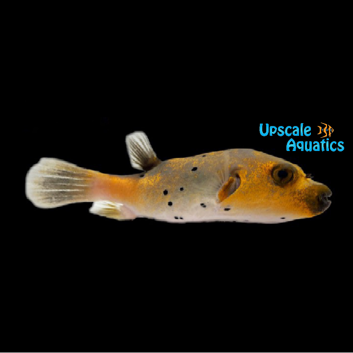 Golden Dogface Puffer (Arothron nigropunctatus)