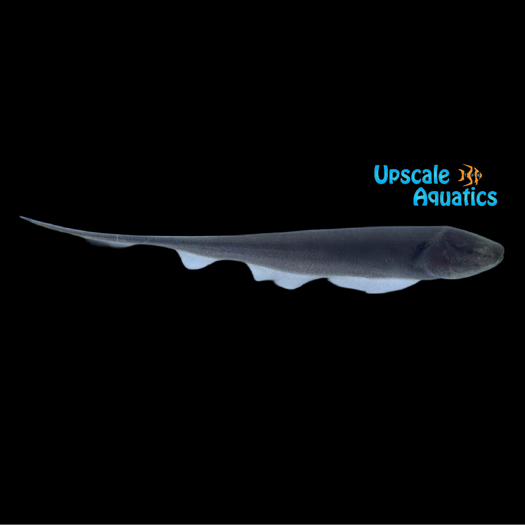 Goldline Longtail Knifefish (Sternopygus macrurus)