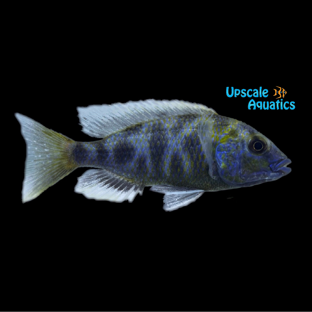 Venustus Cichlid (Nimbochromis venustus)