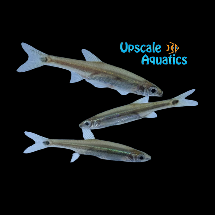Garnet Minnow (Aphyocypris lini)