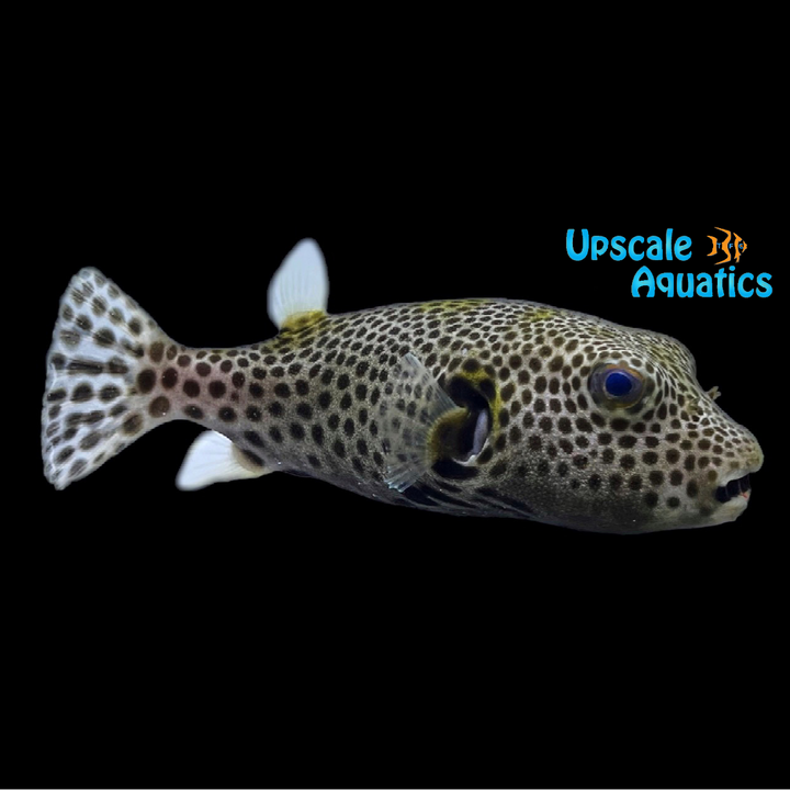 Starry Puffer (Arothron stellatus)