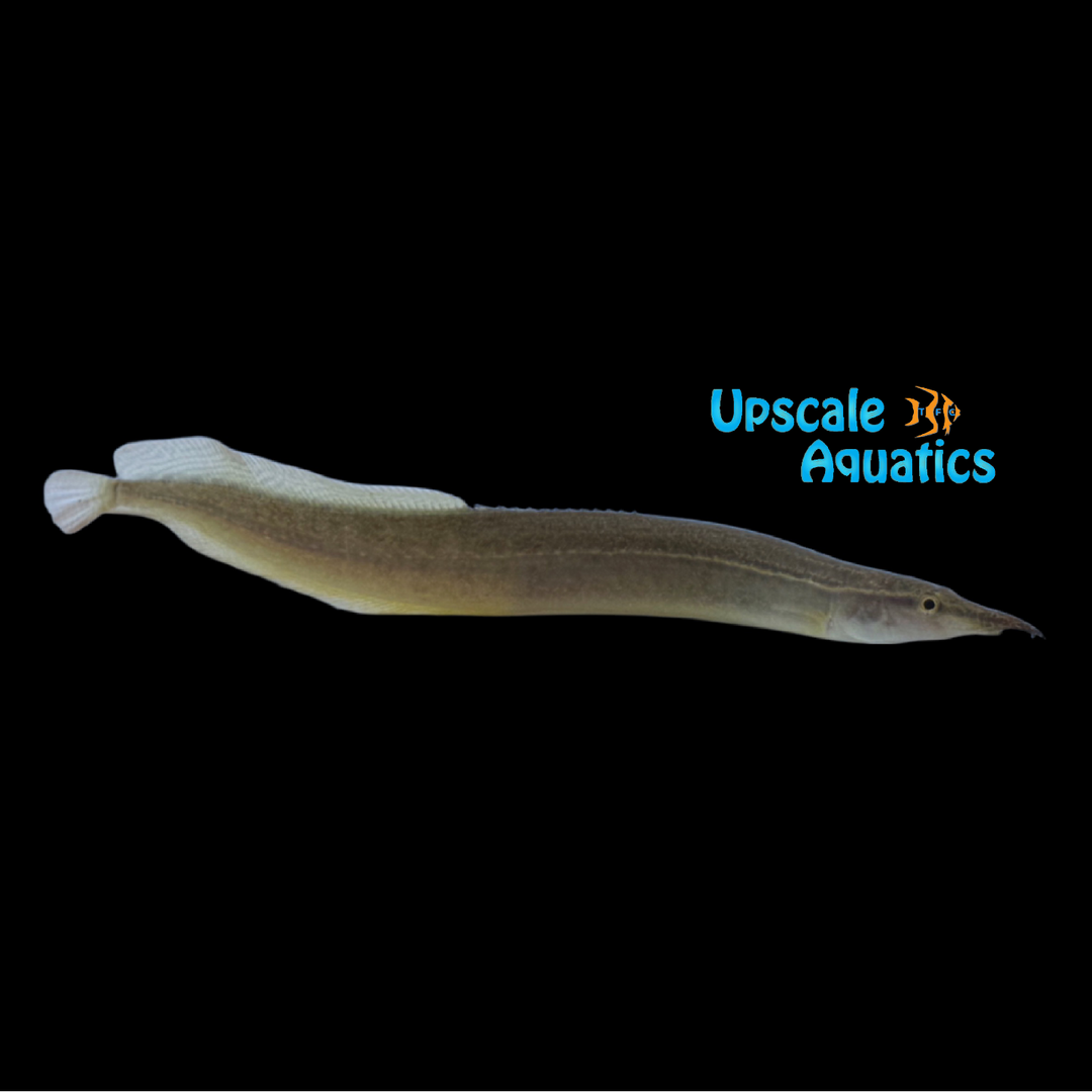Mekong Red Fin Zebra Eel (Macrognathus meklongensis)