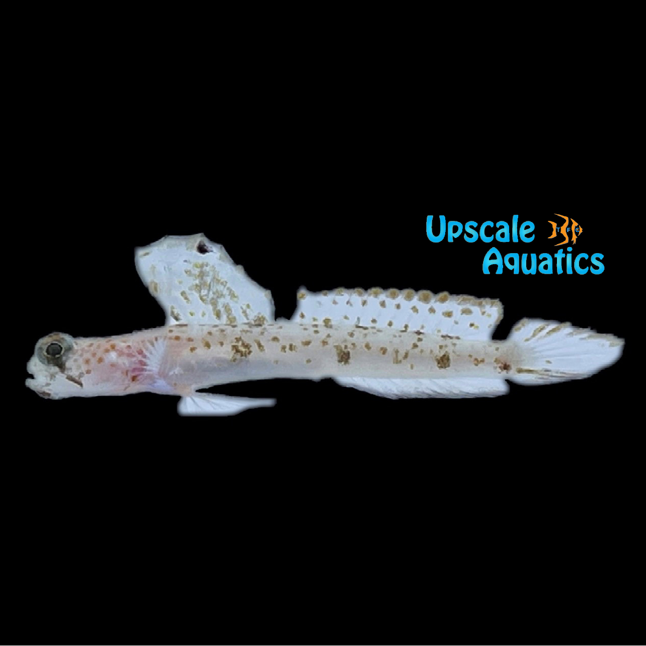 Monster Shrimp Goby (Tomiyamichthys oni) – Upscale Aquatics