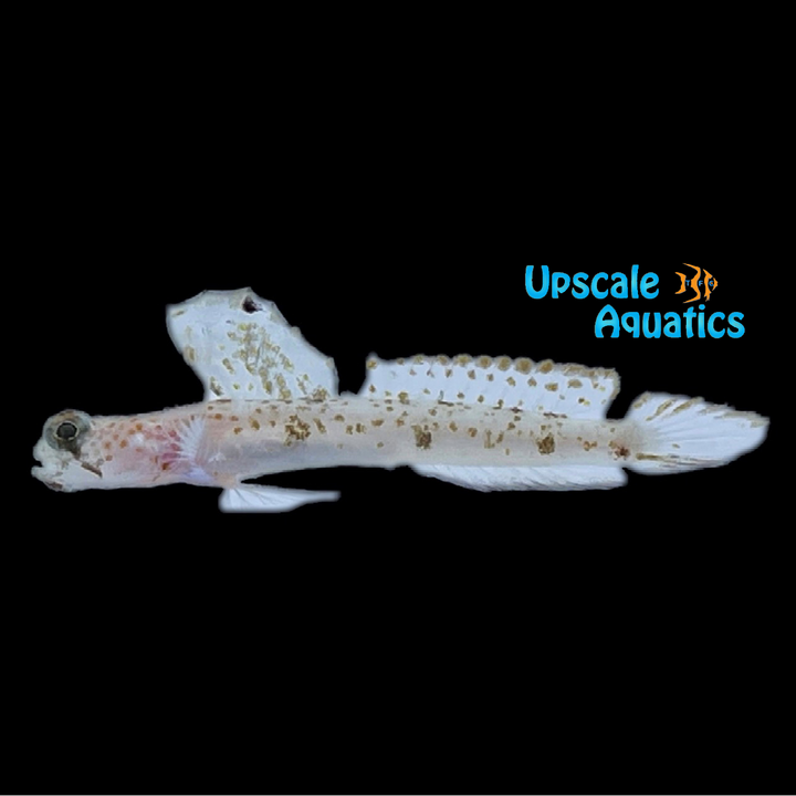 Monster Shrimp Goby (Tomiyamichthys oni)
