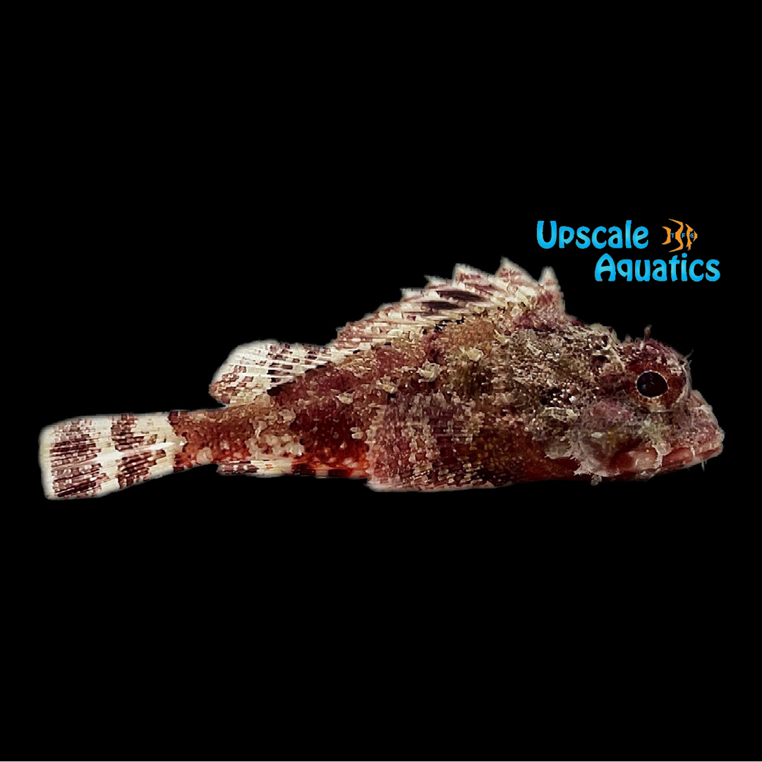 Red Horned Barbfish (Scorpaena brasiliensis)