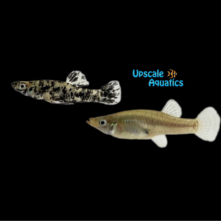 Black Spotted Mosquitofish (Gambusia holbrooki)