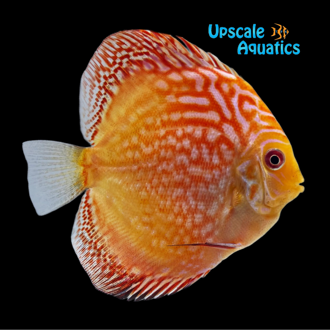 Pigeon Checkerboard Discus (Symphysodon aequifasciatus)