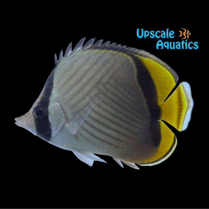 Horseshoe Butterflyfish (Chaetodon pictus)