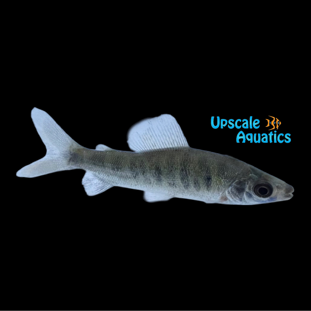 Grass Cutter Distichodus (Distichodus rostratus)