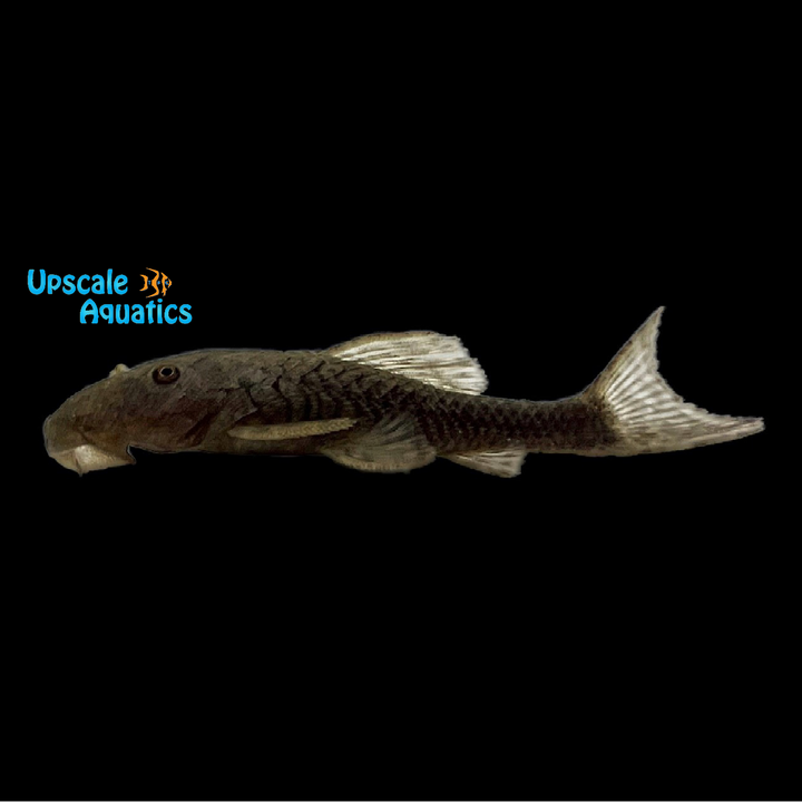 Bullnose Pleco (Rhinelepis aspera)