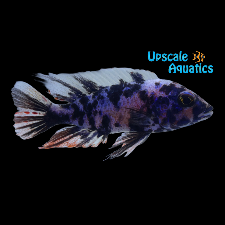 Blueberry OB Peacock (Aulonocara sp ob blueberry)